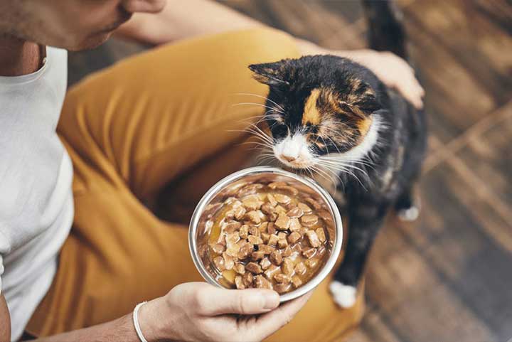 Właściciel oraz kot jedzący karmę