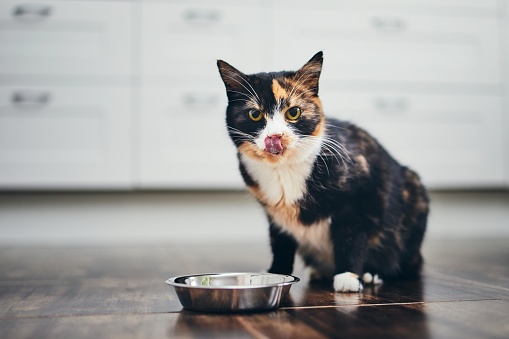 Karma dla kota Optimus Cat 1 kg z olejem z łososia, tauryną, żurawiną - obrazek 2